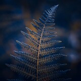 Fototapeta Konie - fern leaf in the nature in autumn season