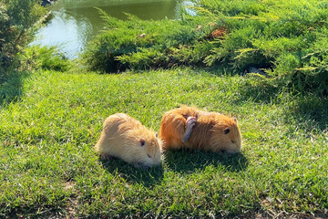 two little brown nutria on green lawn wuth flowers eats. portrait of coypu in the wild. albino muskrat, beautiful waterfowl otters.