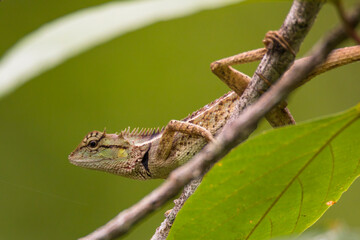 oriental garden lizard in nature