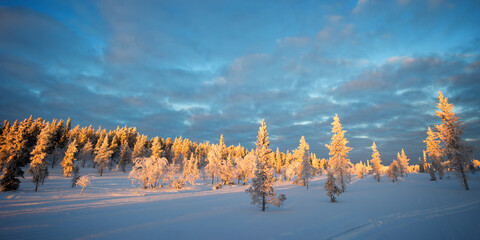 Wall Mural - Snowy panoramic landscape at sunset, frozen trees in winter in Saariselka, Lapland, Finland