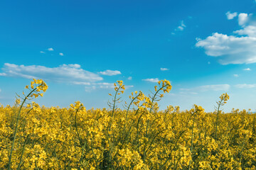 Fotomurales - Beautiful blooming rapeseed field against blue sky