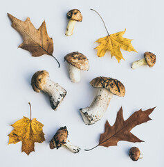 Poster - Fresh porcini mushrooms and fallen oak leaves. Autumn background