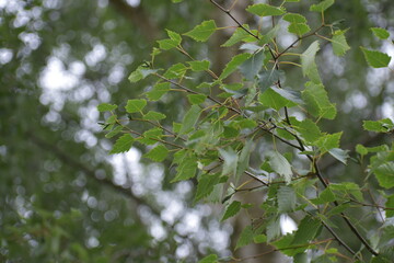 birch leaves closeup