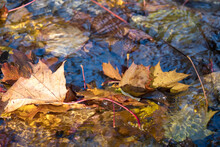 Maple Leaf In Water, Floating Autumn Maple Leaf. Colorful Leaves In Stream. Sunny Autumn Day. Autumn Concept