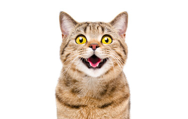 Portrait of a happy smiling cat Scottish Straight, closeup, isolated on white background