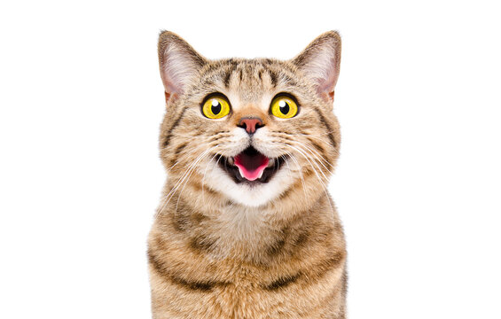 portrait of a happy smiling cat scottish straight, closeup, isolated on white background