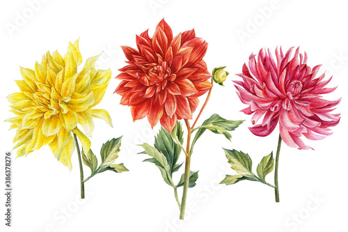 Fotomural Set of coloreds dahlias flowers, watercolor botanical illustration, hand drawing