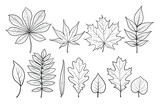 Fototapeta Kwiaty - illustration of tree leaves. chestnut, maple, ash, birch, oak, willow, rowan, poplar...