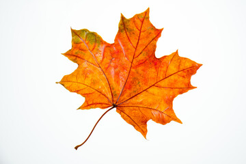 wet, fallen, orange maple leaf on a white background isolate, autumn background, leaf fall, autumn welcome