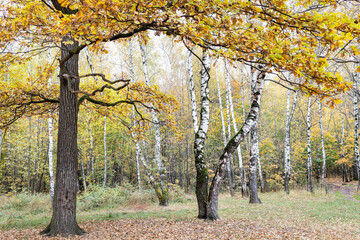 Wall Mural - oak and birches on clearing covered by fallen leaves in city park on autumn day