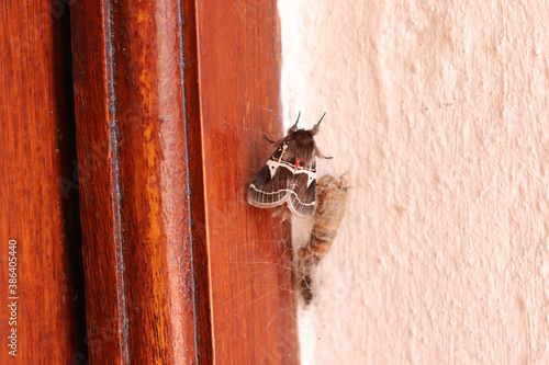 Fotografía Moth just emerged from his cacoon