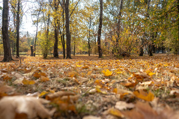 Autumn scene with a lot of yellow, red, orange leaves on a ground. Oak and maple leaves in the fall