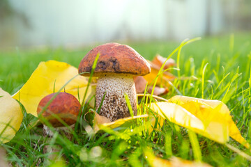 Mushrooms in forest