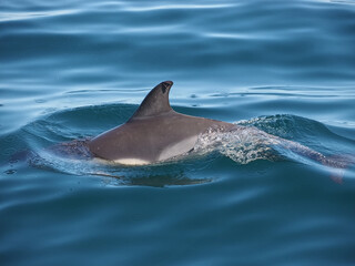 Free dolphins swimming and fishing in the sea