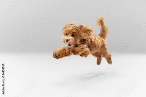 Sincere emotions. Maltipu little dog is posing. Cute playful braun doggy or pet playing on white studio background. Concept of motion, action, movement, pets love. Looks happy, delighted, funny. © master1305
