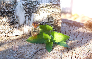 Bottle with healing oil of lemon balm herb on birch tree background. Antispasmodic and analgesic effect, therapeutic phytotherapy