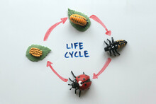 Top View Of A Life Cycle Of Ladybird Written On A White Board.