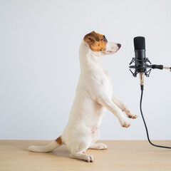 Jack russell terrier dog stands on its hind legs in a pose to serve at the microphone and is broadcasting on a white background