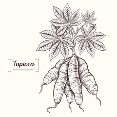 Wall Mural - Tapioca. Vector Hand Drawn. Sketch Botanical Illustration. Eco healthy food. Superfood. Tapioca plant. Fruit root