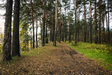 Fototapeta Na ścianę - Pathway through beautiful summer forest with different trees