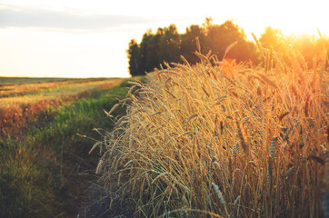 Close up of ripe golden wheat ears  in sunset sunlight.Concept of fertile land and rich harvest.