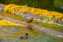 Duck In The Water On The Dam Near The Yellow Autumn Leaves.