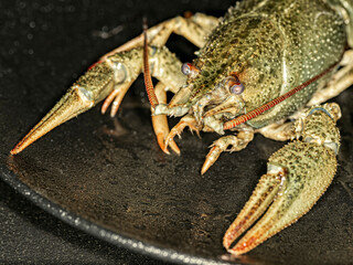 A portrait of grey-green river crayfish on a black plate. 