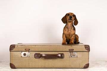 Wall Mural - Portrait of a tan dachshund pup sitting on a suitcase isolated on a white background