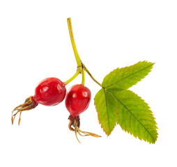 Two berries ripe rose hips on a branch with leaves