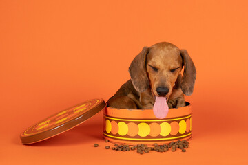 Wall Mural - Portrait of a tan dachshund pup sitting in an orange cookiejar isolated on an orange background