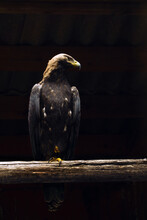 A Large Golden Eagle Sits On A Thick Wooden Bar Against A Black Background In Backlight