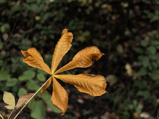 Wall Mural - Top view of autumn colored leaf