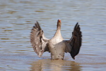Greylag Goose With Open Wings.