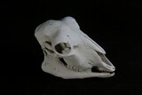 Fototapeta Koty - Blanks for Halloween images RAM's skull on a black background