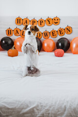 Wall Mural - cute jack russell dog at home asking for treats. Halloween background decoration