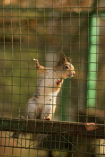 Little Red Squirrel Sits In A Cage