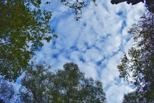 Blue Cloudy Sky Between Green Trees 
