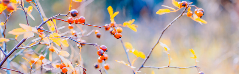 Wall Mural - Beautiful panoramic autumn scenery with colorful leaves, berries and bokeh background