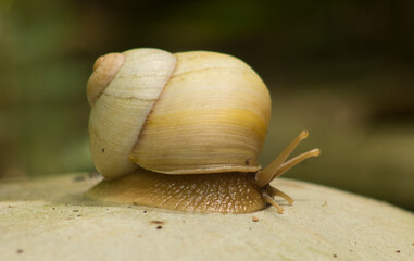 Wall Mural - land snail