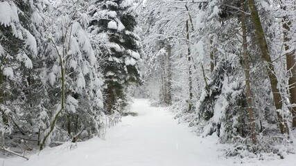 Wall Mural - Snowy woods with path and snowflakes. Snow falling.