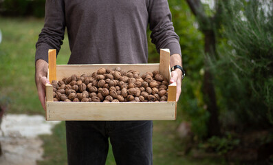 Wall Mural - Man holding a crate of fresh picked walnuts closeup