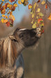 Little pony playing with leaves on the branch in autumn