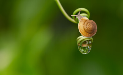 Garden snail in nature with water drop on swirl green leaf.