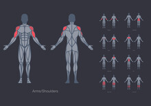 Human Muscles Anatomy Model Vector Design Template