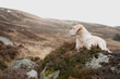 Gelber Labrador Retriever in den schottischen Highlands