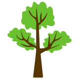 Fototapeta Młodzieżowe - 
Tree with brown stem and green leaves structured in colonies, this is hangman’s elm tree  
