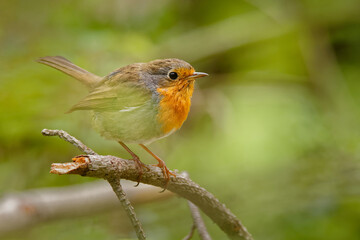 European Robin - Erithacus rubecula on the branch with lichen during autumn. Small songbird with red breast and brown and green background