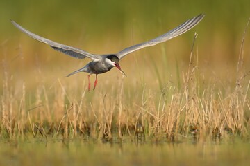 Whiskered Tern (Chlidonias hybrida) white and black bird captured in flight, a tern in the family Laridae, water hunter or fisher