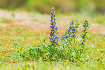 Blueweed or viper's bugloss, Echium vulgare, flowers blooming in a meadow.