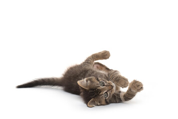 Poster - Cute kitten laying down on white background